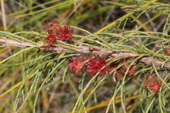 Allocasuarina emuina