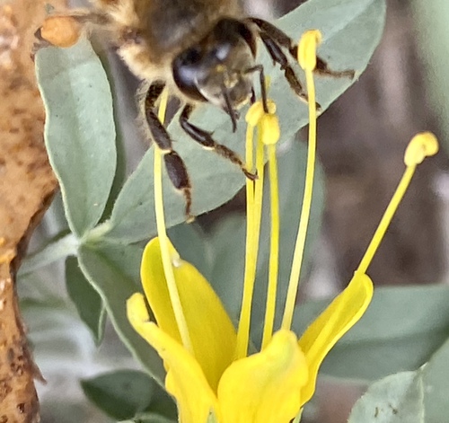 iNaturalist observation photo of Western Honey Bee