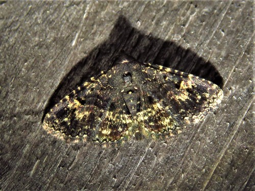 Diabolical Fungus Moth photo 4