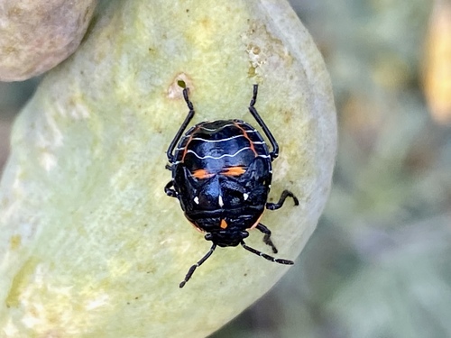 iNaturalist observation photo of Harlequin Bug