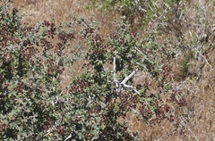 Ceanothus pauciflorus