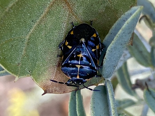 iNaturalist observation photo of Harlequin Bug