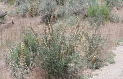 Lupinus elatus