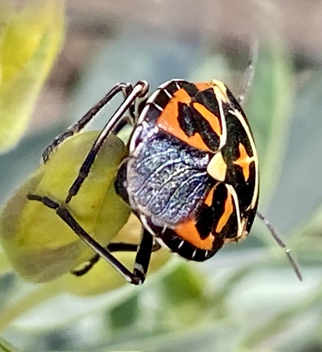 iNaturalist observation photo of Harlequin Bug