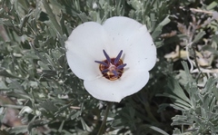 Calochortus invenustus