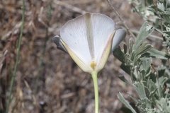 Calochortus invenustus