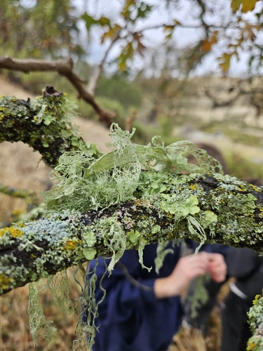 iNaturalist observation photo of lace lichen