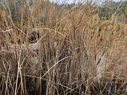 iNaturalist observation photo of narrow-leaved cattail