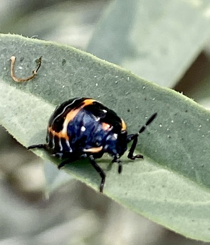 iNaturalist observation photo of Harlequin Bug