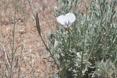 Calochortus invenustus