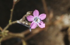 Gilia leptantha purpusii