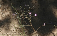 Gilia leptantha purpusii