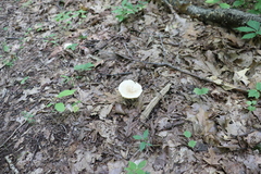 Lactarius cinereus