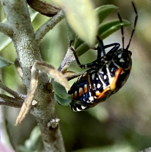 iNaturalist observation photo of Harlequin Bug