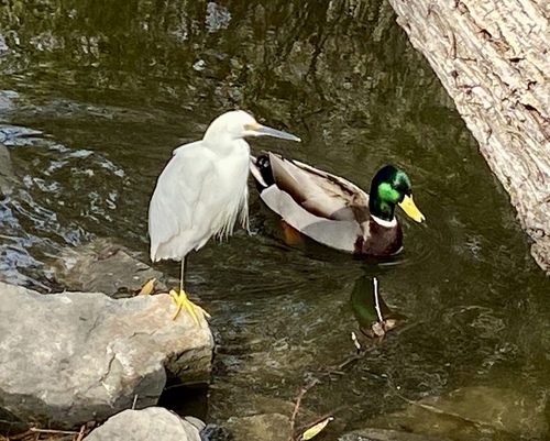 iNaturalist observation photo of Snowy Egret