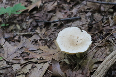 Lactarius cinereus