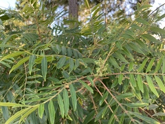 Rhus copallina image