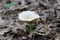 Lactarius cinereus