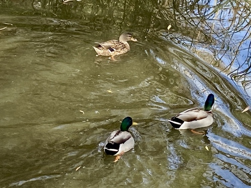 iNaturalist observation photo of Mallard