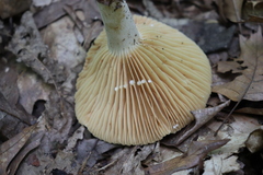 Lactarius cinereus