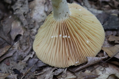Lactarius cinereus