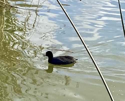 iNaturalist observation photo of American Coot