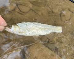 Eastern Iberian Chub photo 1
