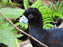 Blue-Billed Curassow photo 4