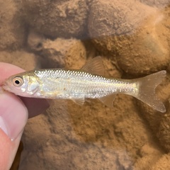 Eastern Iberian Chub photo 2