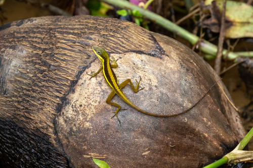 Krug's Anole, Anolis krugi
