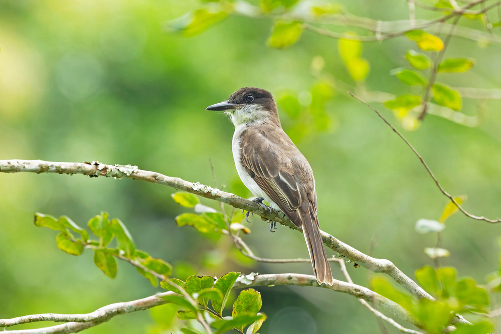 Loggerhead Kingbird (Puerto Rican)