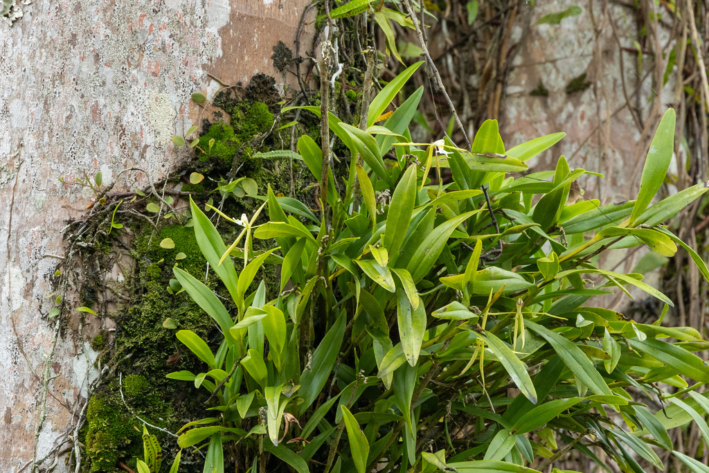 Epidendrum nocturnum