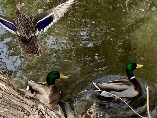 iNaturalist observation photo of Mallard