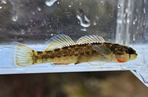 Orangebelly Darter