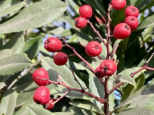 iNaturalist observation photo of Toyon