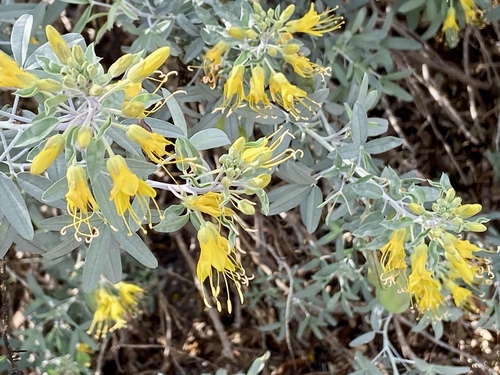 iNaturalist observation photo of Bladderpod