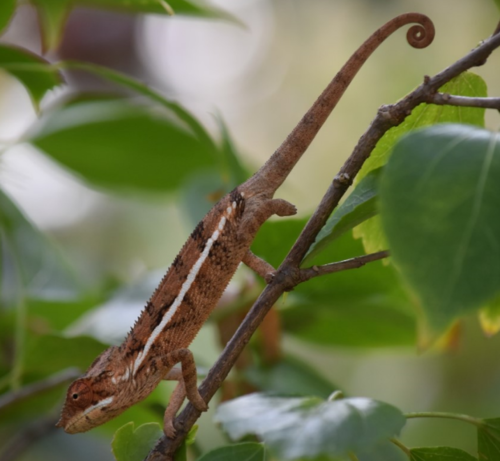 Angel's Chameleon