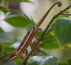 Furcifer angeli