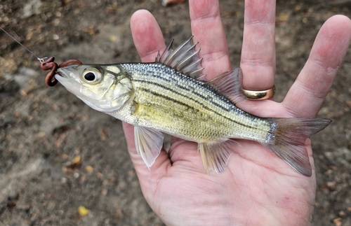 Yellow Bass