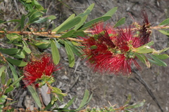 Melaleuca pachyphylla