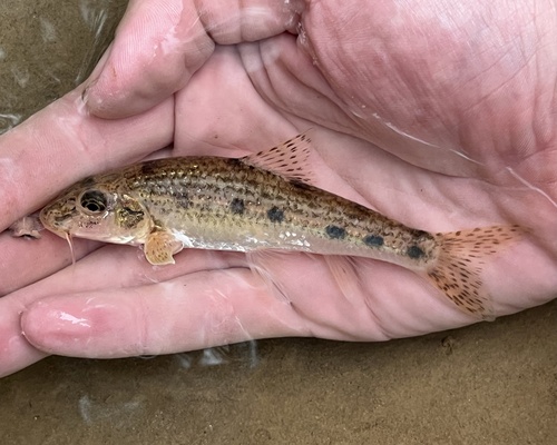 Pyrenean Gudgeon