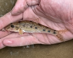 Pyrenean Gudgeon photo 3