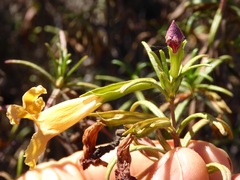 Diplacus × australis