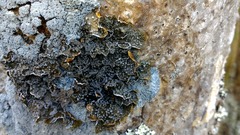 Pseudocyphellaria haywardiorum