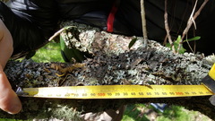 Pseudocyphellaria haywardiorum