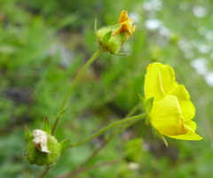 Potentilla drummondii