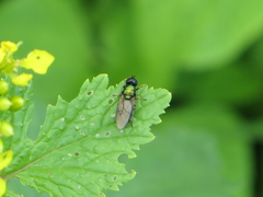 Chloromyia
