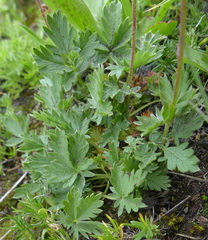 Potentilla drummondii