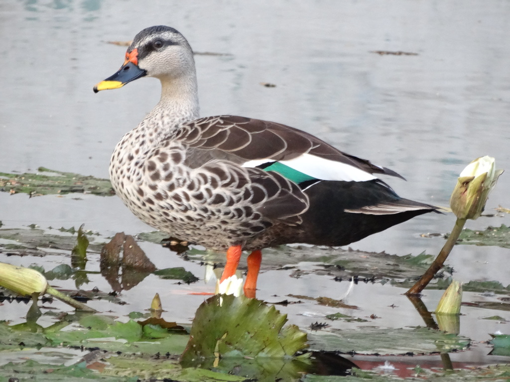 Indian Spot-billed Duck photo
