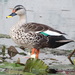 Indian Spot-billed Duck - Photo (c) sanjaydate, some rights reserved (CC BY-NC)